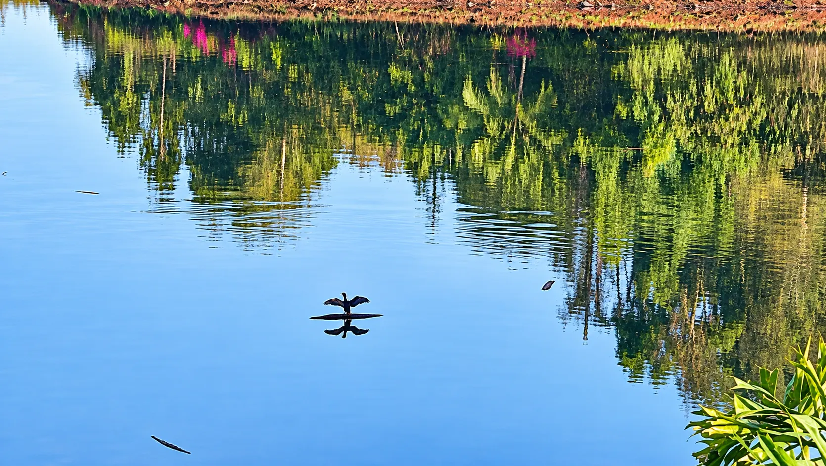 Bird swimming on the lake at Viva Andur nature stay
